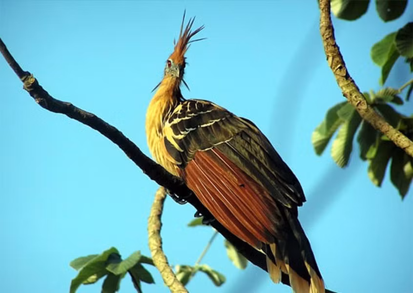 Chim Hoatzin là một trong những loài chim độc đáo nhất thế giới. Chúng sống tại rừng Amazon và đồng bằng Orinoco với tập tính “ăn chay”. Chúng chỉ ăn lá cây, trái cây và các loài hoa.
