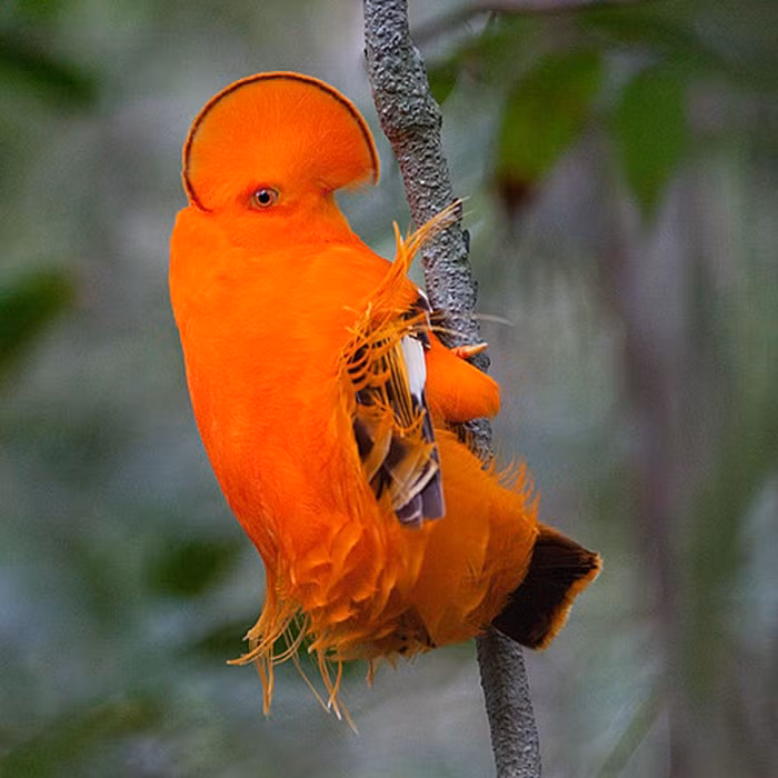 Rupicola là một loài chim thuộc họ Cotingidae có nguồn gốc từ Nam Mỹ. Chúng sở hữu bộ lông màu cam sáng cùng một cái mào hình rẻ quạt độc đáo. Chúng cực kỳ cảnh giác, rất khó bắt gặp chúng trong rừng.