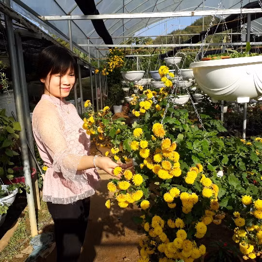 Theo chị Nguyễn Thị Hội, phường Tô Hiệu (thành phố Sơn La, tỉnh Sơn La) - khách đến mua hoa tại vườn hoa của chị Quyết, thì vườn hoa của chị Quyết không chỉ đẹp với nhiều loại hoa khác nhau mà giá cả cũng rất phải chăng. Chị Hội thường mua hoa của chị Quyết về bày ở phòng khách của gia đình.