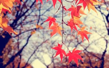 Tuổi Thân: Công việc: Cần phải chăm chỉ, tập trung cao độ vào công việc, đừng nuôi tư tưởng chộp giật để đánh mất đi cơ hội tốt. Tài vận: Ra ngoài cần chú ý không mang theo tài sản có giá trị hoặc nhiều tiền mặt. Tình cảm: Khó có cơ hội tiến triển, cần tìm cách tiếp cận khác. Hướng vượng tài: Xuất hành hướng Bắc, kỵ hướng Đông Nam. Màu sắc vượng vận: Màu xanh lam, màu đen. Quý nhân: Tuổi Tý.