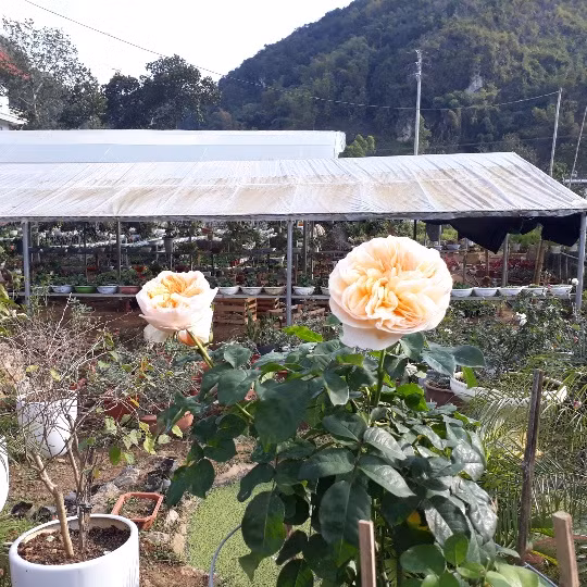 Chị Quyết cho biết, tại vườn hoa nhà chị có những chậu hoa hồng cổ giá hơn 10 triệu đồng/chậu. Khách muốn mua chơi trong dịp tết phải đặt trước.