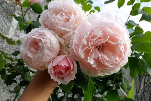 Chị Trang chia sẻ, hồng leo ưa nắng và thích nơi thoáng đãng. Đặc biệt khung gốc luôn cần cố định có giàn để gốc vững giúp cât phát triển ổn định và lâu dài. Bên cạnh đó, đất cần tải tạo rộng và sâu hơn hồng bụi vì bộ rễ của hồng leo khỏe và phát triển mạnh.
