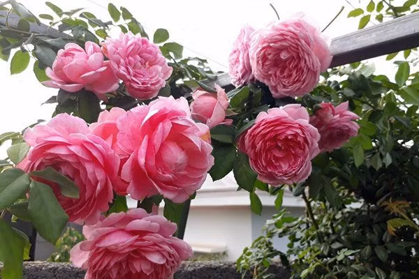 Để hoa phát triển khỏe mạnh, trước khi tỉa chị thường bón bổ sung phân chuồng và xới gốc. Chị sử dụng phân hữu cơ nên rất ít bỏ phân hoá học. Thỉnh thoảng chị bổ sung thêm vi lượng và tưới phân cá tự làm cho hoa hồng.