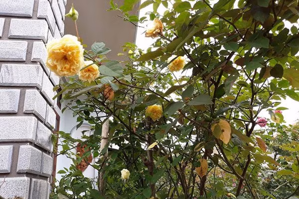 Chị Trang tâm sự: "Mình rất thích hoa đặc biệt là hồng. Mỗi ngày mình đều dành mọi thời gian rảnh rỗi có thể để chăm sóc, bón phân cho hồng. Chỉ cần hít hà mùi hương thoang thoảng, đầy mê hoặc của hoa hồng là mình đã cảm thấy trong lòng thư thái, thoải mái vô cùng."