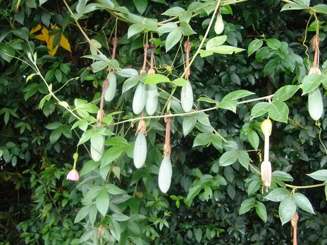Cay tung moc bo moc bui, dem ve nha trong cho qua “hot bac” 60.000 dong/kg