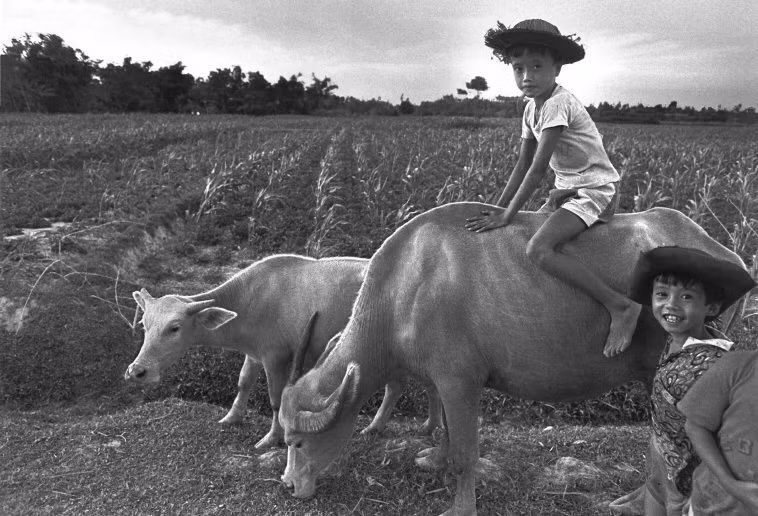 Cậu bé trên lưng trâu. Ảnh: Ferdinando Scianna/ Magnumphotos.com.