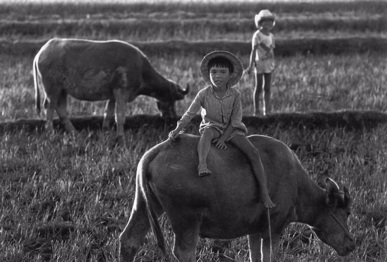 Những em bé chăn trâu. Ảnh: Ferdinando Scianna/ Magnumphotos.com.