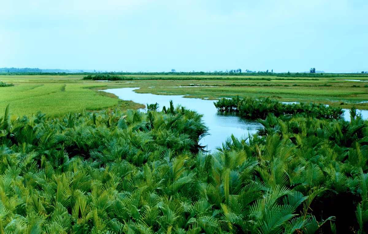 Rừng dừa nước mọc ven sông gần Quốc lộ 1. Ảnh: Arty611.smugmug.com.