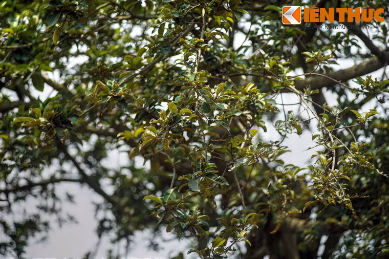 Xã Đông Hội cũng chính là quê hương của đồng chí Nguyễn Phú Trọng, Tổng Bí thư đương nhiệm của Ban Chấp hành Trung ương Đảng Cộng sản Việt Nam.