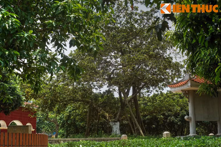 Người căn dặn: “Các cụ, các cô, các chú trồng cây nào, phải trông nom, tưới tắm cây ấy cho thật tốt. Các cháu nhỏ chăn trâu không được làm hư hại cây...”. Nhìn những lát xẻng xúc đất nhanh nhẹn của Bác Hồ, ai cũng xúc động và thầm mong cho Người luôn khỏe mạnh.