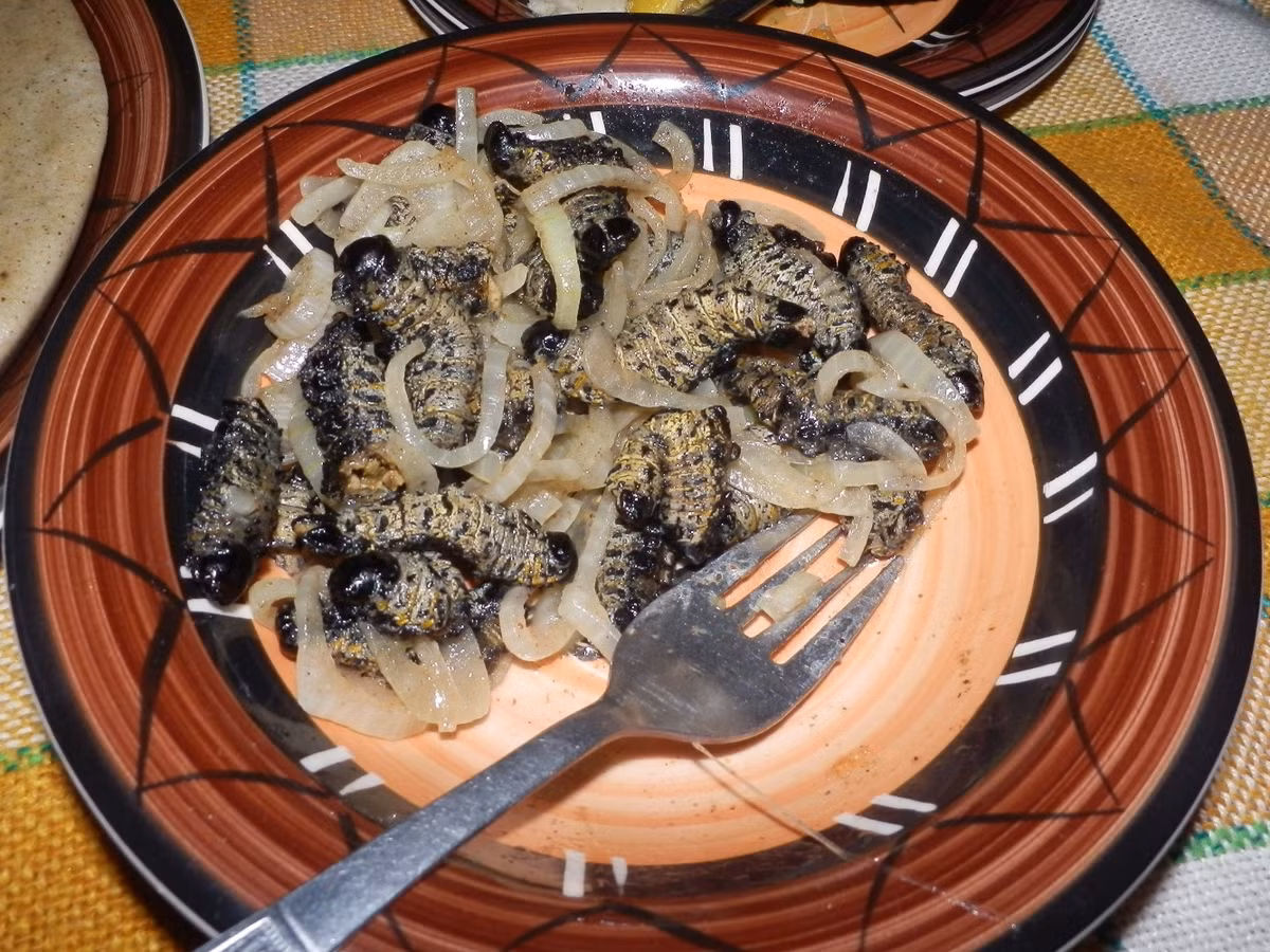 Ngoài ra, sâu Mopane còn dùng để chiên hoặc sốt cùng với cà chua. Ảnh: Wiki.