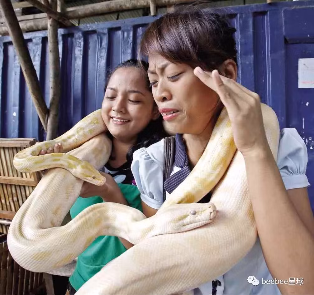 Những cô gái trẻ có phần sợ hãi khi được những kỹ thuật viên massage trăn khổng lồ chăm sóc.
