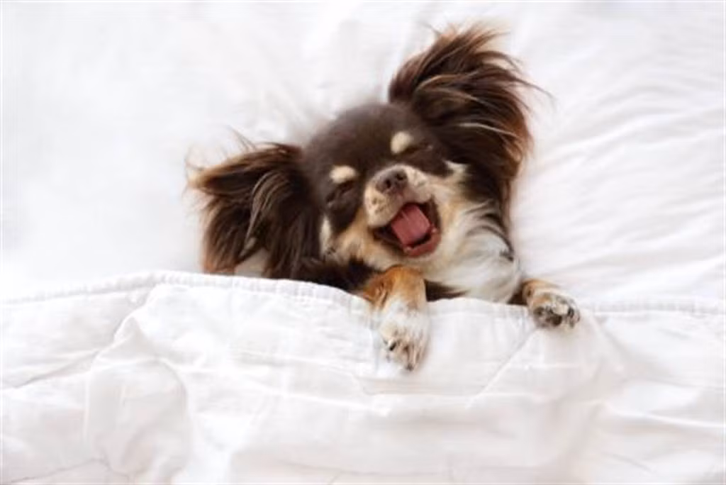 Chủ bị gấu đen tấn công, chó chihuahua liều mình hung tợn Chu bi gau den tan cong, cho chihuahua lieu minh hung ton