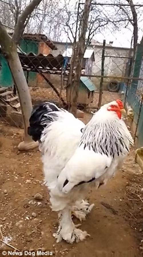 Gà khổng lồ gần 1m, nặng gần chục cân làm người người sợ - Hình 4 Ga khong lo gan 1m, nang gan chuc can lam nguoi nguoi so-Hinh-4