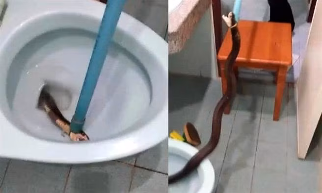 Mở bồn cầu, khóc thét khi phát hiện thứ kinh dị này án ngữ Mo bon cau, khoc thet khi phat hien thu kinh di nay an ngu