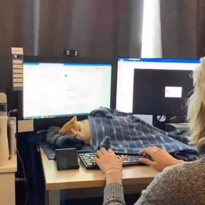 "Boss" mèo nằm canh cô chủ làm việc.