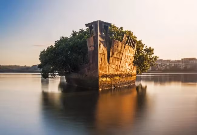 7. SS Ayrfield: Khu rừng 102 năm tuổi ở gần Sydney, Australia. Khi địa điểm này bị đóng cửa sau Thế chiến thứ 2, một số con thuyền vẫn còn giữ nguyên tại vị trí và mang một vẻ âm u, bí hiểm đến tận ngày nay.
