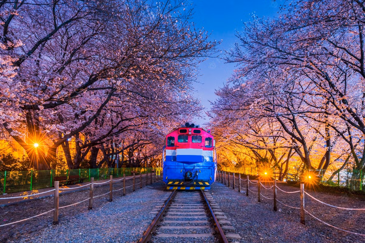 Tuyến đường sắt Gyeong Hwa, Hàn Quốc: Trên tuyến đường có tàu hỏa đi qua cũng được bao phủ bởi những hàng cây anh đào xinh đẹp. Khi hoa nở vào mùa xuân, nó sẽ tạo nên một khung cảnh tuyệt đẹp và lãng mạn.