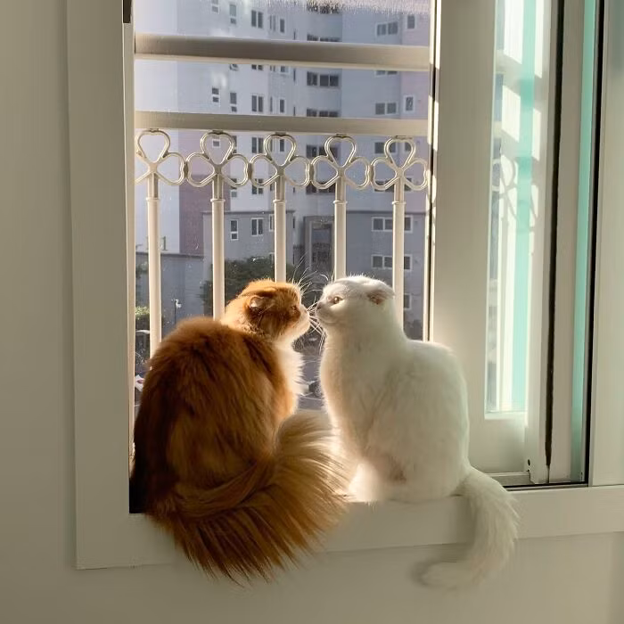 Muji có một chú mèo họ hàng màu vàng tên là Makji.