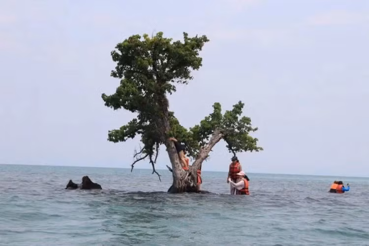Mang xa hoi dang “khai tu” cay co don noi tieng o Thai Lan