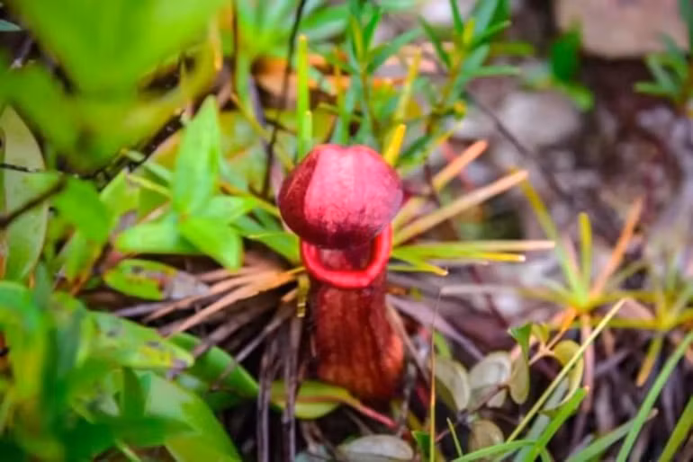 Campuchia khuyen cao phu nu khong ngat 