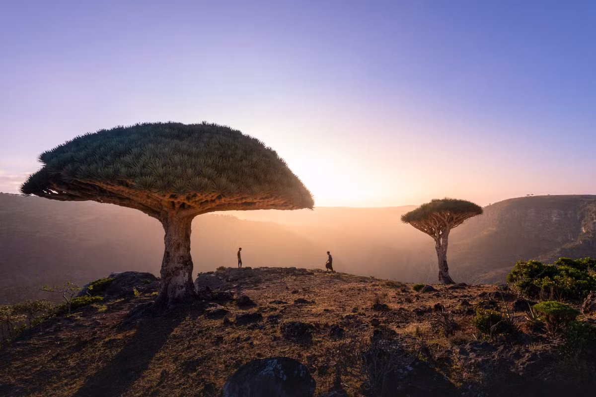 Đảo Socotra, Yemen: Hòn đảo ngoài khơi Yemen này là nơi duy nhất trên thế giới có những cây huyết rồng cổ xưa. Cây có tán giống như chiếc ô và nhựa màu đỏ như máu, ngày nay được dùng làm thuốc nhuộm và màu vẽ.