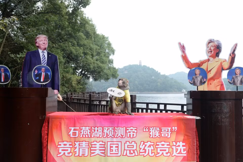 Khi ấy, khỉ Geda công viên du lịch sinh thái Thập Yến, tỉnh Hồ Nam "tiên tri" ông Trump sẽ đắc cử Tổng thống Mỹ.