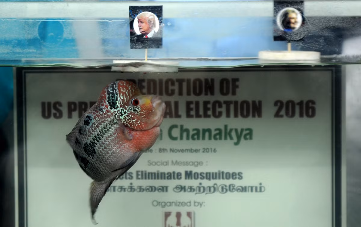 Cá Chanakya II dự đoán ai là người chiến thắng trong cuộc bầu cử Tổng thống Mỹ năm 2016 bằng cách bơi đến phao có gắn hình ông Trump.