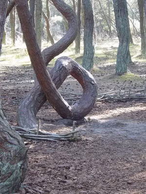 Nhiều cây thông trong Dancing Forest phần gần gốc mọc xiên xẹo, thậm chí là cuộn tròn thành hình chữ O rồi sau đó mọc thẳng tắp vươn lên trời xanh.