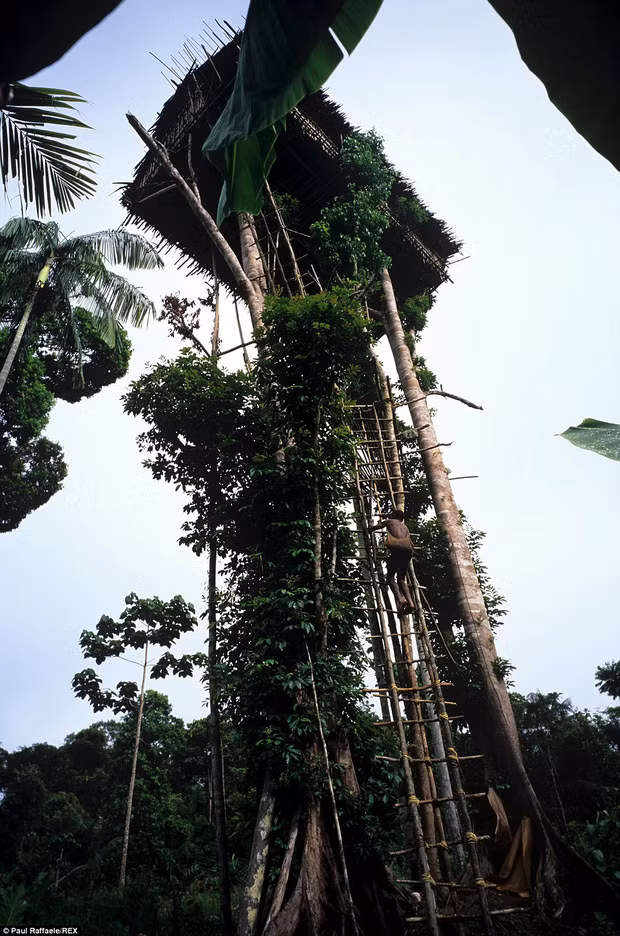 Nhà cửa của người Korowai vô cùng đặc biệt. Họ có 2 loại nhà: nhà trên cây và nhà dưới mặt đất.