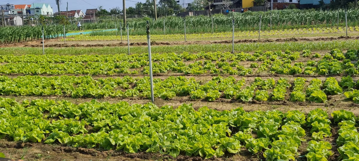 Hầu hết các loại rau ở đây đều tươi tốt tự nhiên, một phần nhờ điều kiện tự nhiên và độ phù sa trong đất, một phần nhờ vào nguồn nước sạch được lấy từ lòng đất và lượng phân xanh được tận dụng từ rong vớt trực tiếp từ dưới sông lên.