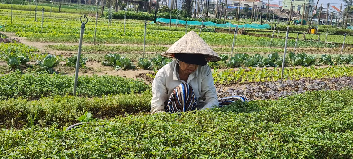 Với tuổi đời đã hơn 300 năm, Làng rau Trà Quế Hội An nổi tiếng với rất nhiều loại rau, tính sơ qua cũng đã hơn 20 loại cả rau thơm và rau xanh vẫn xuất hiện trên mâm cơm thường ngày. 