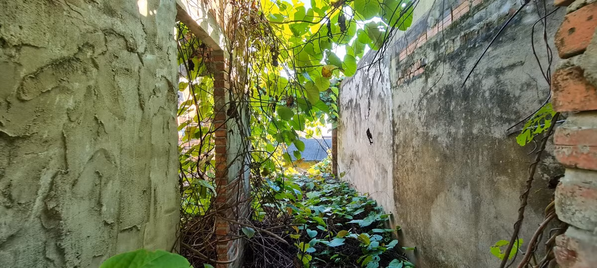 Nhiều khu vực dây leo đan kín.