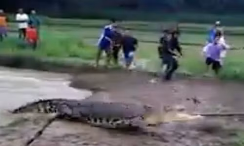 Cá sấu khổng lồ lên bờ đuổi dân làng Indonesia chạy "té khói" Ca sau khong lo len bo duoi dan lang Indonesia chay "te khoi"