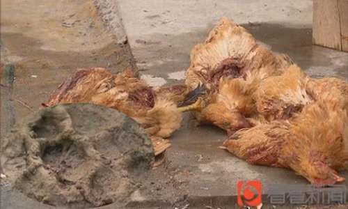 "Quái thú" bí ẩn hút khô máu hơn 200 con gà và vịt "Quai thu" bi an hut kho mau hon 200 con ga va vit