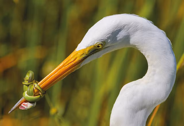 “Cuộc chiến” của Jose Garcia (Mỹ) mô tả một con diệc trắng (Ardea herodias occidentalis) đang chiến đấu với một con rắn lục ở đầm lầy Florida. Trận đấu kéo dài trong khoảng 20 phút và con diệc đã phải thả rắn lục đi.