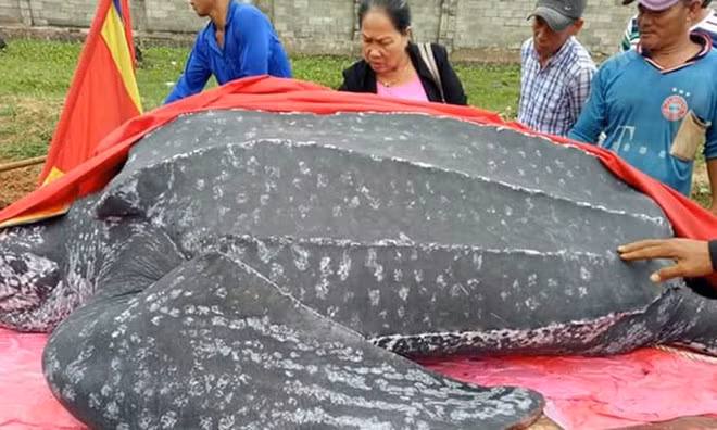 Cảnh an táng rùa khế quý hiếm dài hơn 3m ở Mũi Né Canh an tang rua khe quy hiem dai hon 3m o Mui Ne