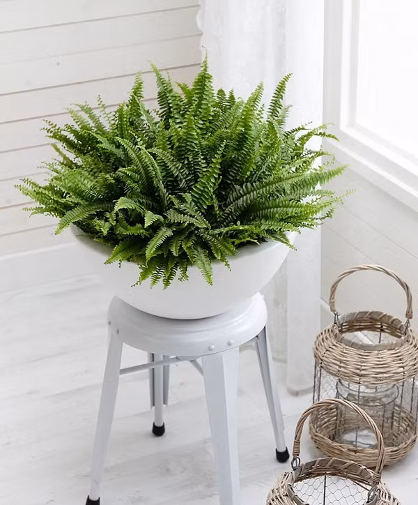 Cây dương xỉ được ví như một trong những máy lọc không khí hiệu quả nhất, cây hoạt động đặc biệt tốt trong việc loại bỏ formaldehyde. Một số nghiên cứu cũng cho thấy nó có thể loại bỏ kim loại độc hại như thủy ngân và asen.