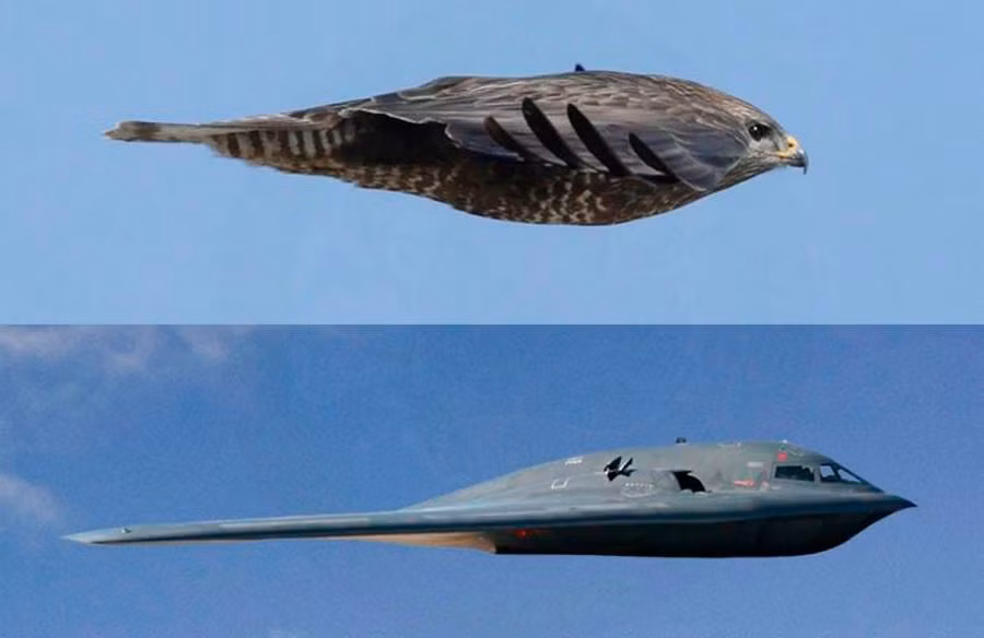 Điều đặc biệt là B-2 Spirit được thiết kế mô phỏng theo hình dáng của những chú chim ưng. Đây là chiếc máy bay rất đặc biệt vì chúng hoàn toàn không có cánh đuôi. Thiết kế của B-2 Spirit được cho là để tối ưu hóa khả năng tàng hình của chiếc máy bay này. Nguồn ảnh: World.