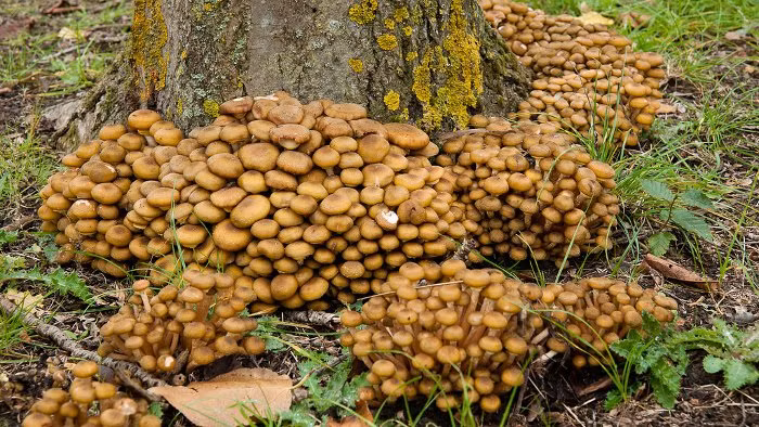 Ước tính, nấm Armillaria có tuổi đời từ 2400 - 8650 năm. Bao phủ khu vực rộng khoảng 9,6km2 với cân nặng khoảng 605 tấn.