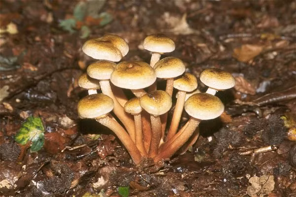 Nấm Armillaria ký sinh trên cây chủ dai dẳng tới mức nó có thể giết chết cây chủ. Loài nấm này có một bộ rễ vô cùng đặc biệt, giúp từng cá thể nấm có thể liên kết với những cá thể nấm khác một cách dễ dàng. Khi những chiếc rễ này được kết nối với nhau, chúng sẽ ngay lập tức mang một bộ gene giống nhau.