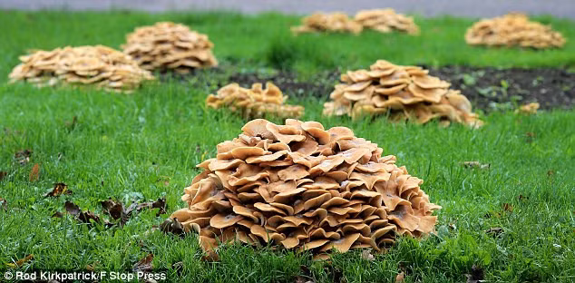 Chỉ đến mùa thu, nấm Armillaria mới lộ diện, trồi lên khỏi mặt đất và mọc thành từng cụm. Loài nấm này có bề mặt trơn nhẵn, rất nhớt và ẩm.