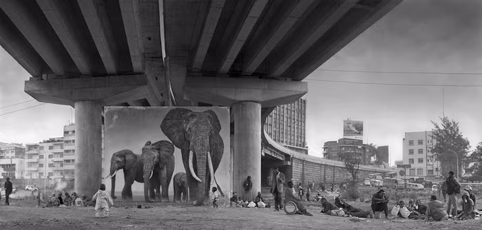 Bầy voi sẽ sinh sống dưới hầm các cầu đường bộ. Ảnh của Nick Brandt. 