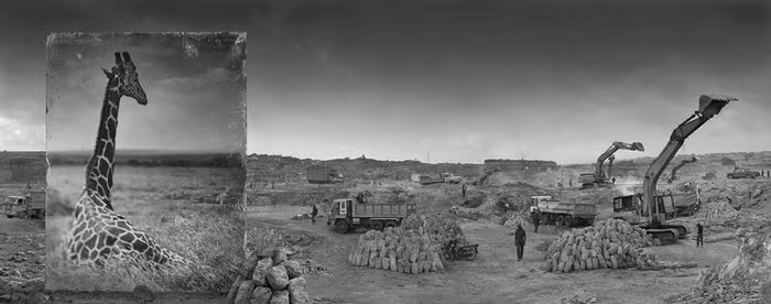 Nét tương đồng đáng suy ngẫm về hươu cao cổ và chiếc máy xúc kia. Ảnh của Nick Brandt.