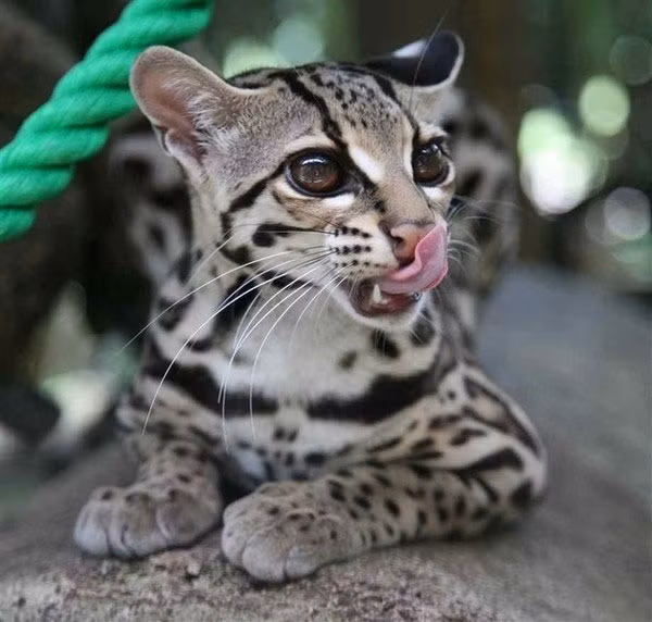 Lúc đó, mèo đốm Margay phát ra những âm thanh giống như tiếng khóc của khỉ sơ sinh. Những tiếng kêu đó thu hút sự chú ý của những con khỉ, khiến chúng tò mò, leo xuống và rơi vào bẫy của mèo đốm Margay.