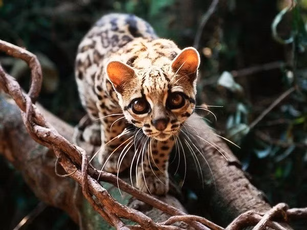Mèo đốm Margay đã được Liên minh Quốc tế Bảo tồn Thiên nhiên và Tài nguyên Thiên nhiên liệt kê vào danh sách những loài động vật "sắp bị đe dọa".