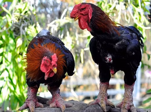 Gà Đông Tảo khá khó tính, không thích bị nhốt nhưng nhìn chung là giống gà dễ nuôi, dễ sống và thích ứng được với điều kiện tự nhiên của nước ta.