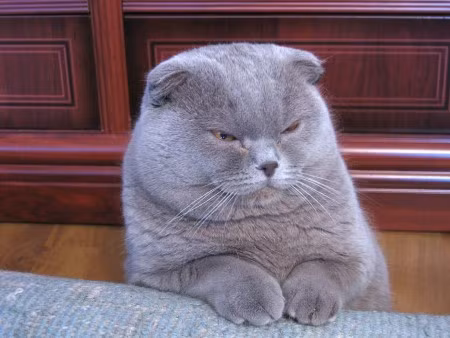9. Mèo Scottish Fold. Mèo tai cụp Scottish Fold có một đôi tai vô cùng đặc biệt với những nếp gấp. Khi mới sinh ra giống mèo này cũng có một đôi tai thẳng nhưng sau khoảng 21 ngày thì chúng dần dần xuất hiện nếp gấp làm tai cụp dần. Nguồn: oddies
