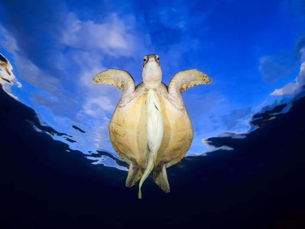 Ngất ngây với màn song kiếm hợp bích giữa cá remora và rùa xanh trên rạn san hô dưới biển N'Gouja. Nguồn ảnh: couriermail.