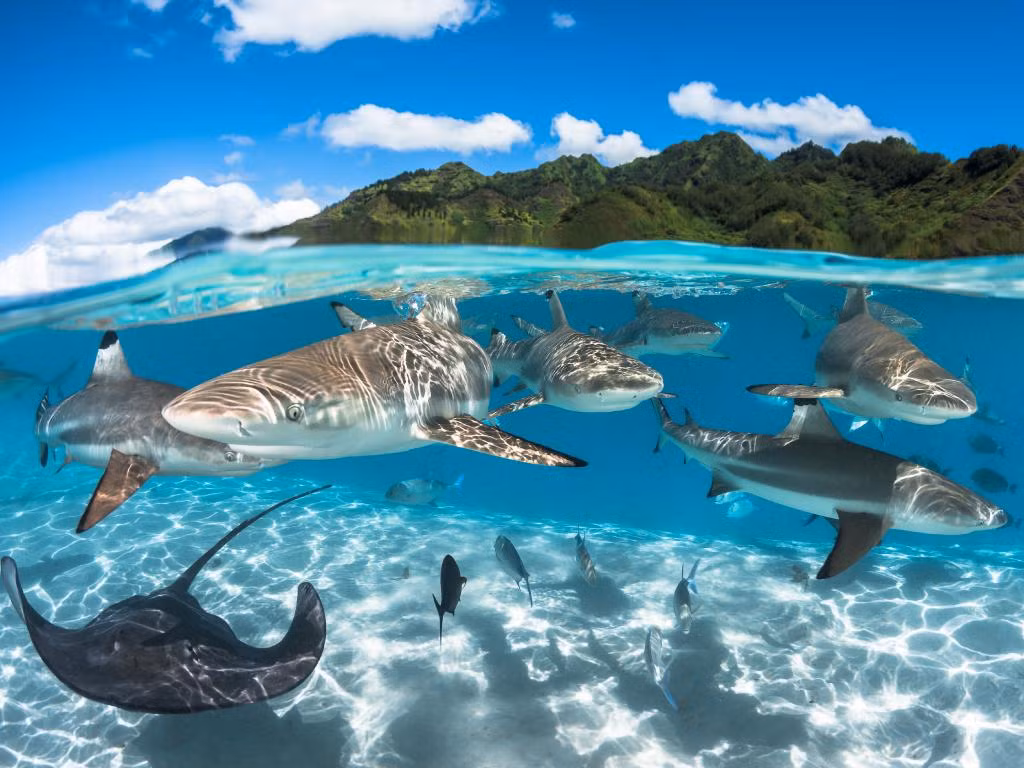 Bầy cá mập mũi đen và cá đuối rong chơi tại một đầm nước trong vắt ở Moorea French Polynesia. Vẻ đẹp của sinh vật dưới nước hiện lên đẹp mê hồn. Nguồn ảnh: couriermail.